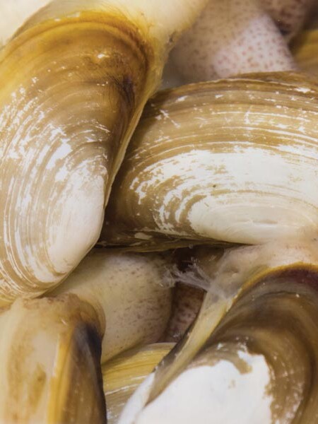 Razor clams zoomed in