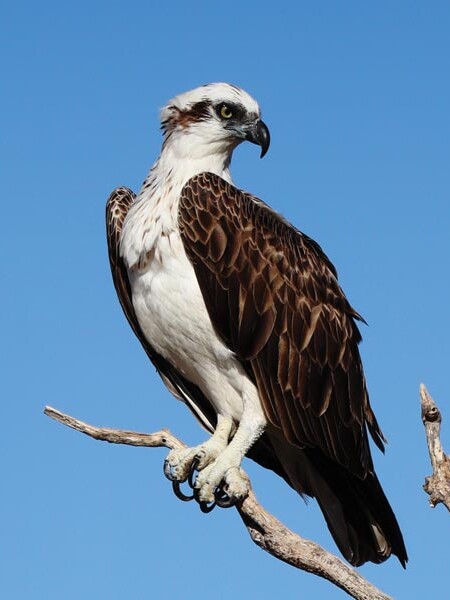 Sea hawk sitting on branch